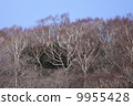 Winter bamboo shoots 9955428