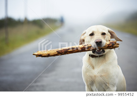 Dog with stick 9955452