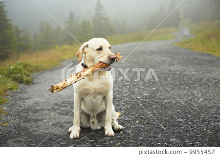 Dog with stick 9955457