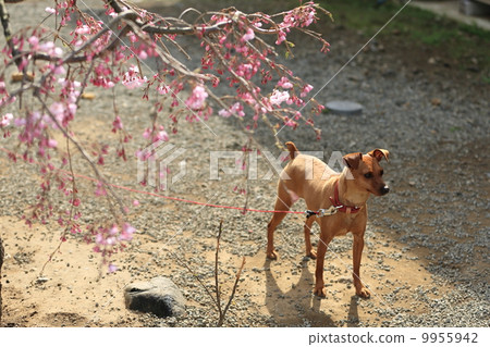 迷你杜賓犬 迷你杜賓犬 9955942