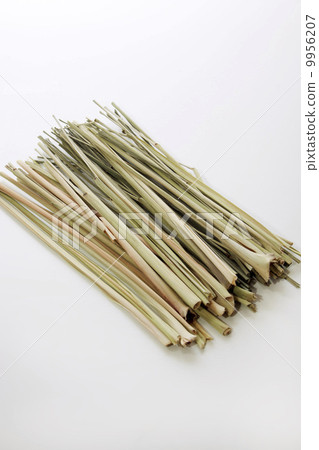 檸檬草 檸檬草 9956207