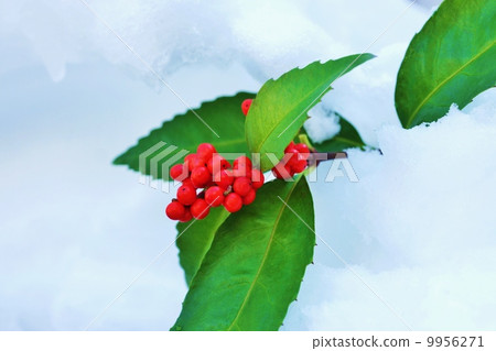 新年形象·新雪到千真·橫向位置 新年形象·新雪到千真·橫向位置 9956271