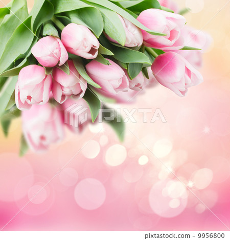 pink   tulips 9956800