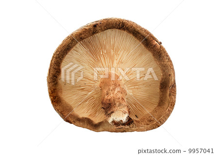 Shiitake Shiitake 9957041