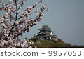 Okayama castle and cherry blossoms 9957053