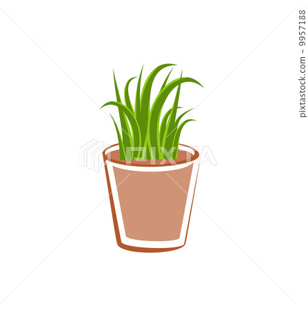 Flowerpot with green grass plants Flowerpot with green grass plants 9957188