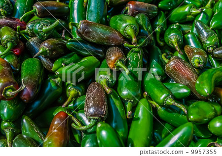 A large group of pretty Jalapeno peppers 9957355