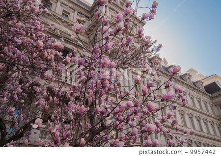 magnolia tree in springtime 9957442