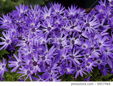 Senekio Purple 9957468