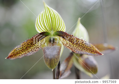 Paphiopedilum 9957569