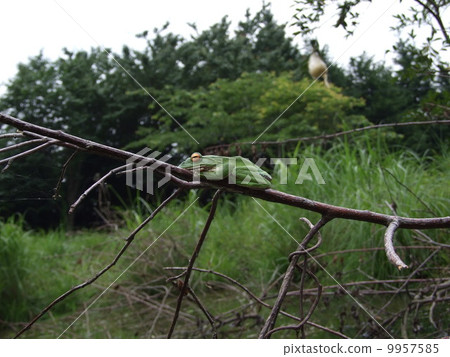 Moria ooga在池塘里 9957585