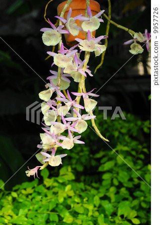 Orchid Dendrobium Pierra Rudi · Orchid family 10 Orchid Dendrobium Pierra Rudi · Orchid family 10 9957726