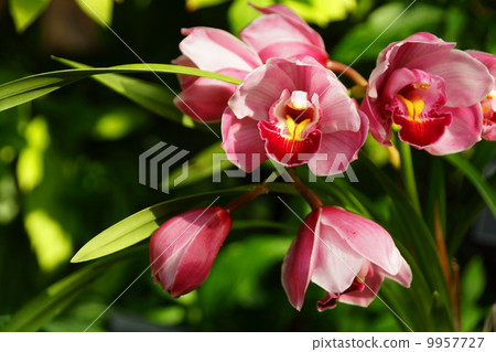 March Orchid Cinbidium and Orchids Department 12 9957727