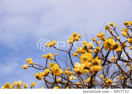 March Flower Mitsumata / Diplomaceae 24 9957752