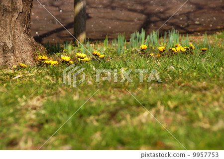 March Flower Fukujuou · Buttercup family 119 March Flower Fukujuou · Buttercup family 119 9957753