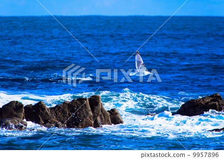 Sega gulls flying over reefs Sega gulls flying over reefs 9957896