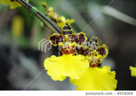 Onshiem·McCurry Goto Onshiem·McCurry Goto 9958069