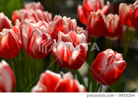 鬱金香 鬱金香 9958264