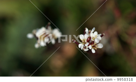 Natural plants Early spring, small flowers blooming on the bank. Michi Tanetsukesbana 9958318