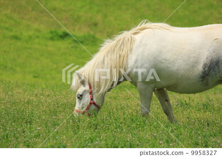 Hakuba in the meadow 9958327