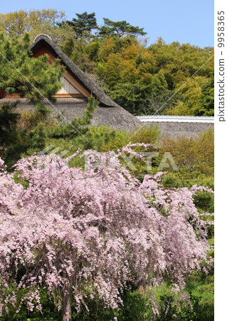 Cherry blossoms and old houses Cherry blossoms and old houses 9958365