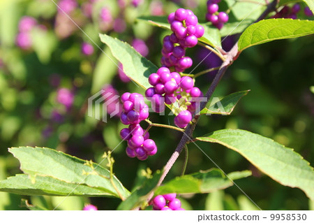 Murasaki Shikibu 9958530