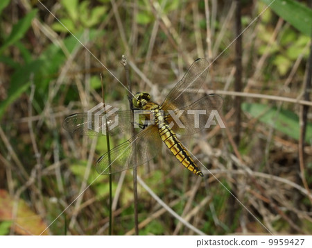 Young Harassing Lotumbo 9959427