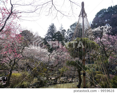 京王百花園的梅花 9959628