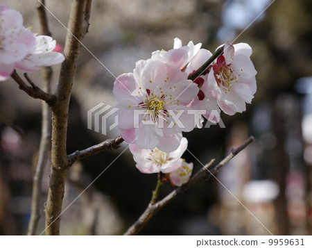 Plum blossoms at the Keio Hundred Garden Plum blossoms at the Keio Hundred Garden 9959631
