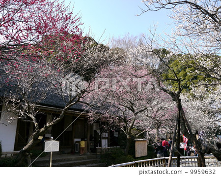 The plum of the Keio Hundred Garden The plum of the Keio Hundred Garden 9959632