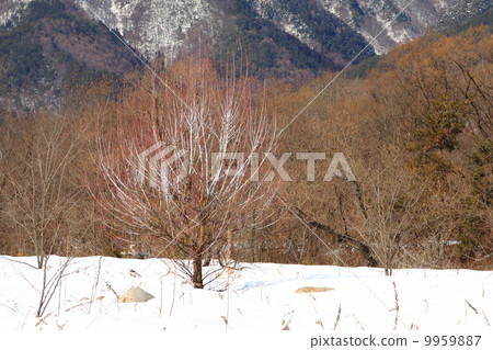 Azusagawa Lower Basin Winter Kesho Willow 9959887