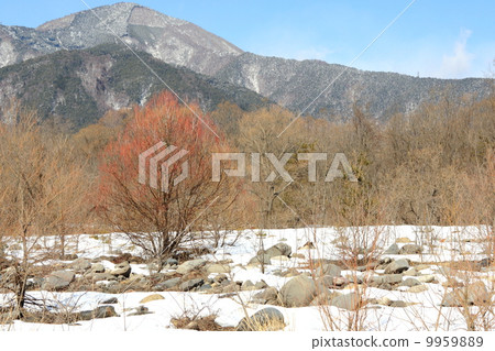 Azusagawa Lower Basin Winter Kesho Willow 9959889