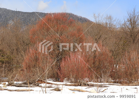 Azusagawa Lower Basin Winter Kesho Willow 9959891