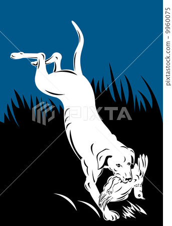 golden labrador retriever dog head 9960075