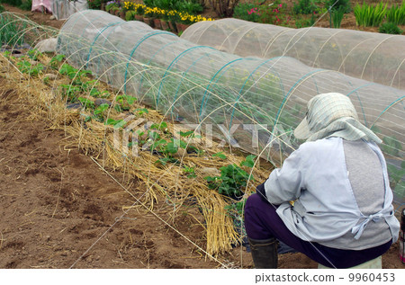 Agricultural scenery of great-grandmother 9960453