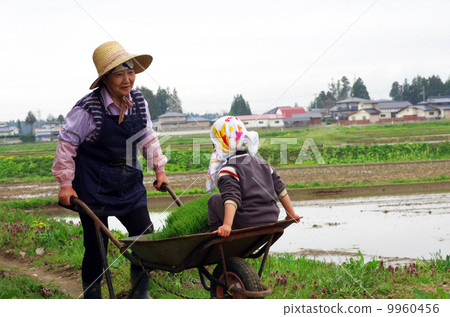 A nursery box (cultivated seedlings) and a grandmother carrying a grandchild in a unicycle A nursery box (cultivated seedlings) and a grandmother carrying a grandchild in a unicycle 9960456