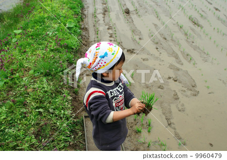 兒童水稻種植景觀 9960479