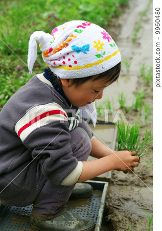 兒童水稻種植景觀 9960480
