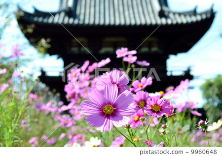 Cosmos of Wenji Temple 9960648