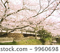 櫻花 櫻 賞櫻 9960698