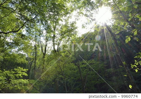 Amagi no Mori Amagi no Mori 9960774