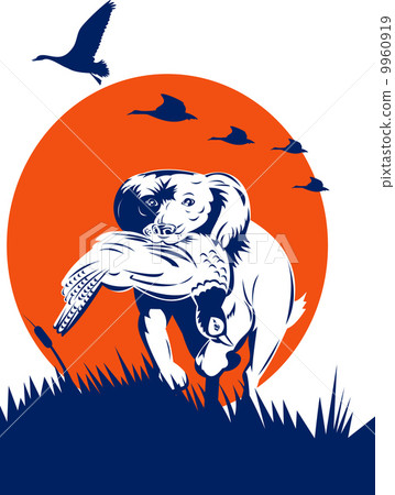 Cocker Spaniel Golden Retriever Dog Pheasant 9960919