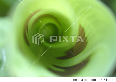 Wrapped young leaves 9961022