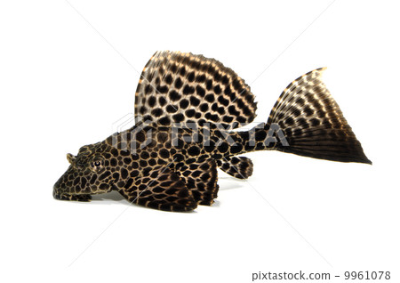 Purekosutomusu Purekosutomusu 9961078