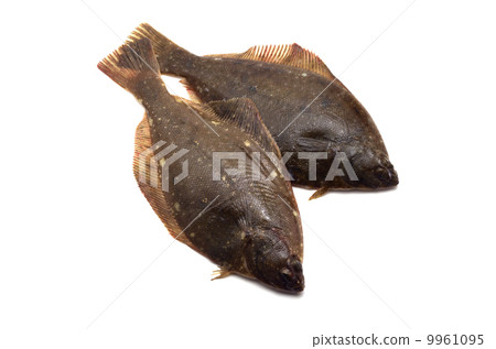 黃條比目魚 黃條比目魚 9961095