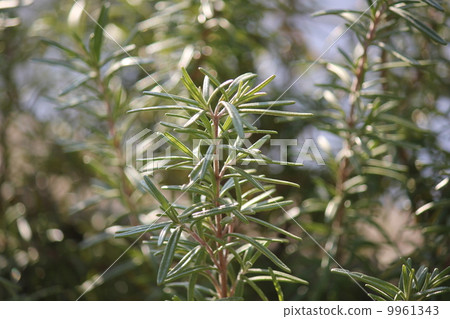 Rosemary shining in the sun Rosemary shining in the sun 9961343