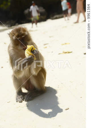 皮皮島猴子海灘 9961364