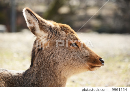 Animal welfare image 9961534