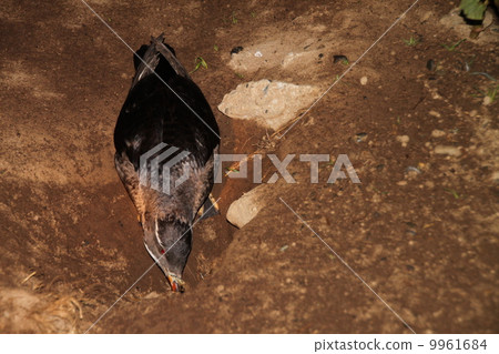 Temari Island · Utou Temari Island · Utou 9961684