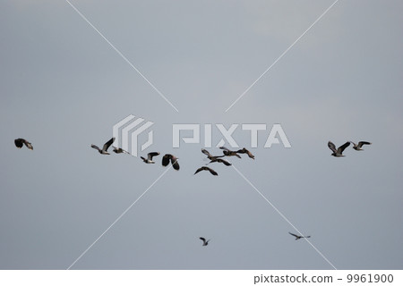 Tageless herd 2 Tageless herd 2 9961900